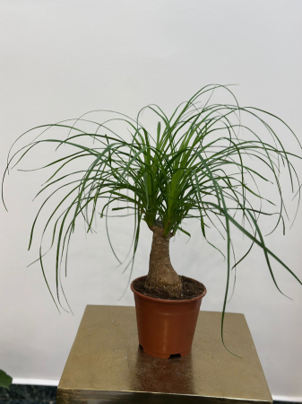 Plante de interior - Beaucarnea H40