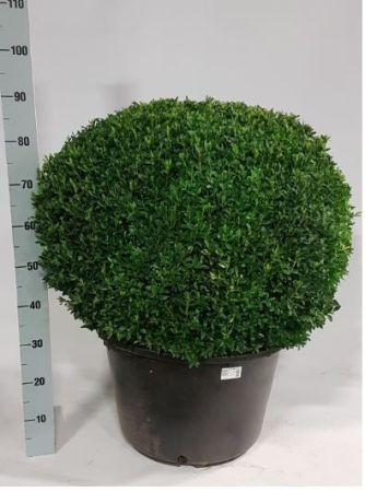 Plante de exterior - Buxus  P29 H55cm
