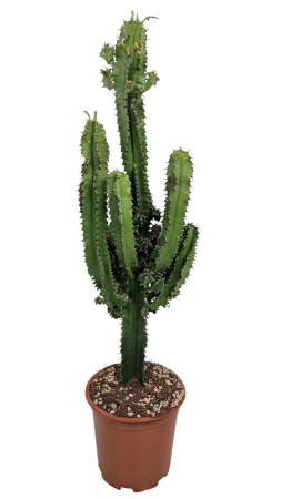 Plante de exterior - Cactus P21 H95 cm