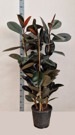 Plante de exterior - Ficus Elastica Abidjan P30 H160 cm