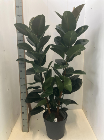 Plante de exterior - Ficus Elastica Robusta P34 H160 cm