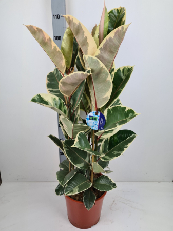 Plante de exterior - Ficus Elastica Tineke P27 H120 cm