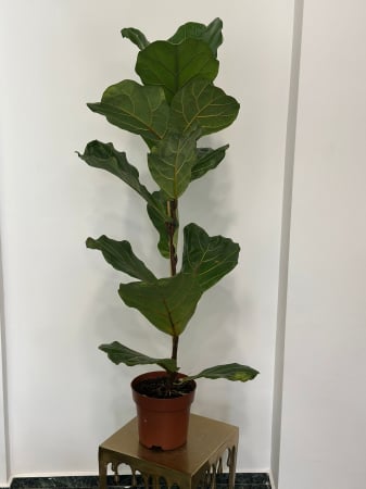 Plante de interior - Ficus Lyrata H150
