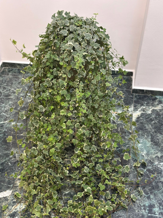 Plante de interior - Iedera H150