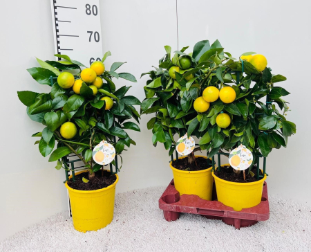 Plante de exterior - Lamai P19 H65 cm