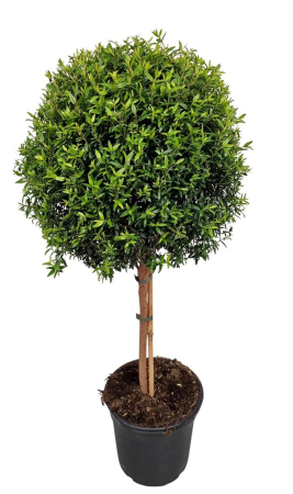Plante de exterior - Myrtus communis P24 H90 cm