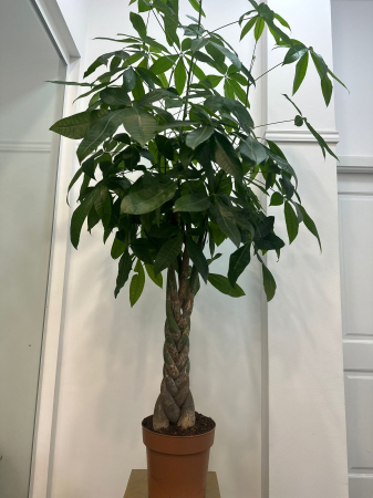 Plante de interior - Pachira H200