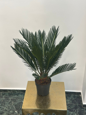 Plante de interior - Palmier Cycas H65