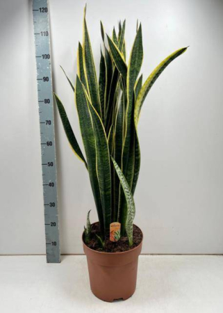 Plante de exterior - Sanseverias H110