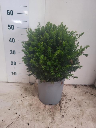 Plante de exterior - Taxus P24 H50 cm
