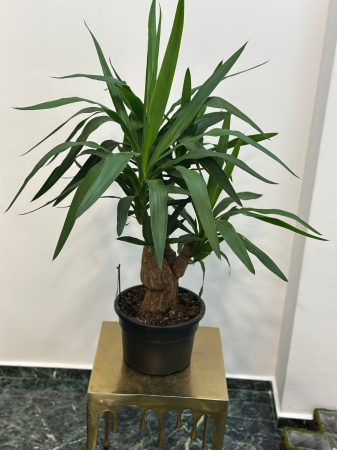Plante de interior - Yucca Elephantina H80