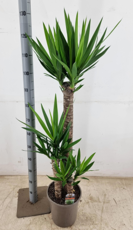 Plante de exterior - Yucca  H125