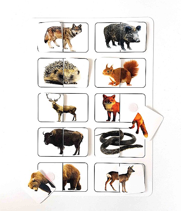 Planșă - Animale sălbatice din România [2]