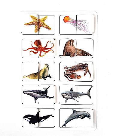 Produse educative - Planșă - Animale marine