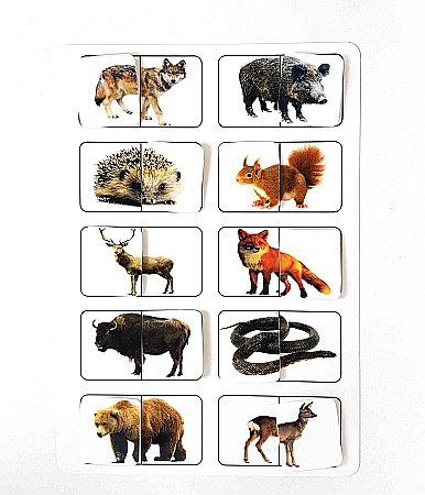 Produse educative - Planșă - Animale sălbatice din România