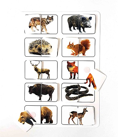 Planșă - Animale sălbatice din România [1]