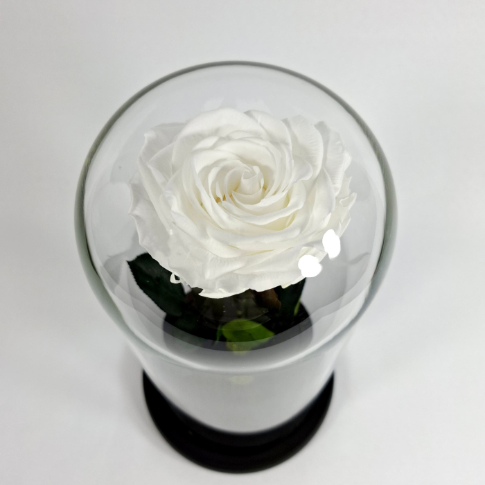 Trandafir Criogenat Alb in Cupola de Sticla --livrare-gratuita-atelierul-floral-infinity. [3]