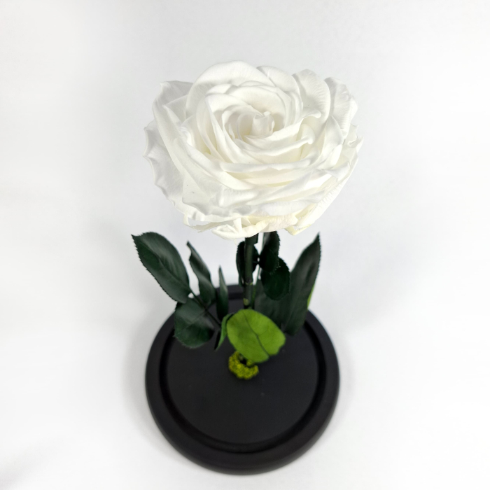 Trandafir Criogenat Alb in Cupola de Sticla --livrare-gratuita-atelierul-floral-infinity. [2]