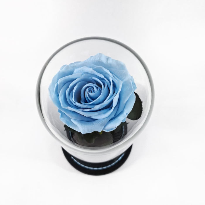 Trandafir Criogenat Albastru Deschis in Cupola de Sticla --livrare-gratuita-atelierul-floral-infinity. [3]