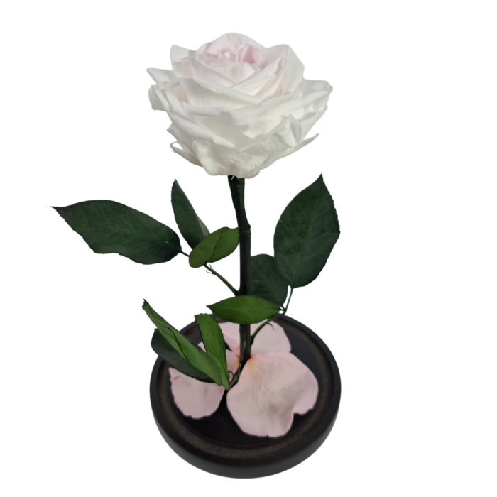 Trandafir Criogenat Bicolor in Cupola de Sticla --livrare-gratuita-atelierul-floral-infinity. [3]