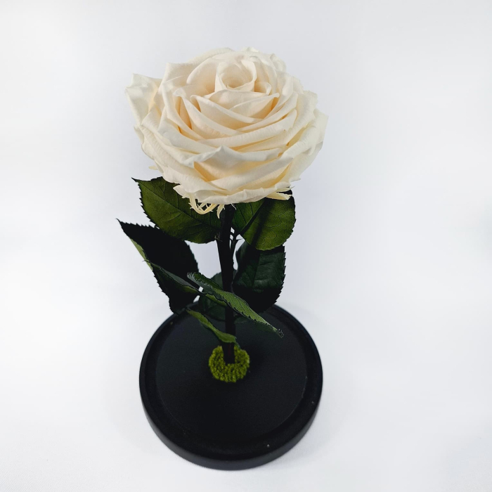 Trandafir Criogenat Sampanie in Cupola de Sticla --livrare-gratuita-atelierul-floral-infinity. [4]