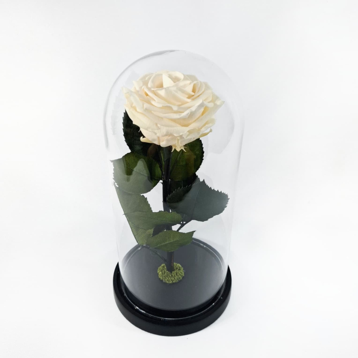 Trandafir Criogenat Sampanie in Cupola de Sticla --livrare-gratuita-atelierul-floral-infinity. [3]