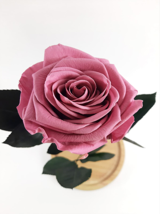 Trandafir Criogenat Cherry Blossom in Cupola de Sticla --livrare-gratuita-atelierul-floral-infinity. [5]