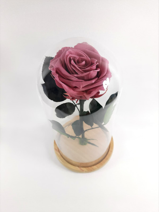 Trandafir Criogenat Cherry Blossom in Cupola de Sticla --livrare-gratuita-atelierul-floral-infinity. [4]