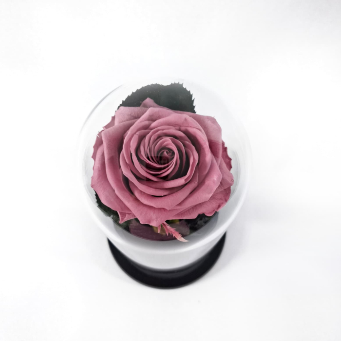 Trandafir Criogenat Cherry Blossom in Cupola de Sticla --livrare-gratuita-atelierul-floral-infinity. [4]