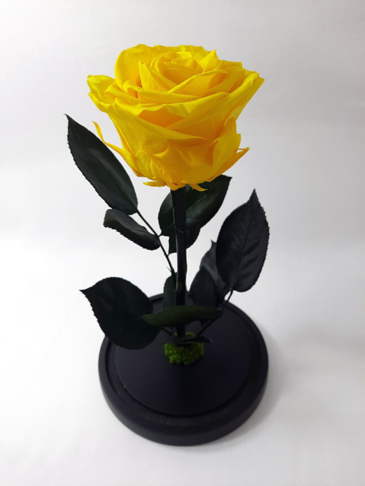 Trandafir Criogenat Galben in Cupola de Sticla --livrare-gratuita-atelierul-floral-infinity. [2]