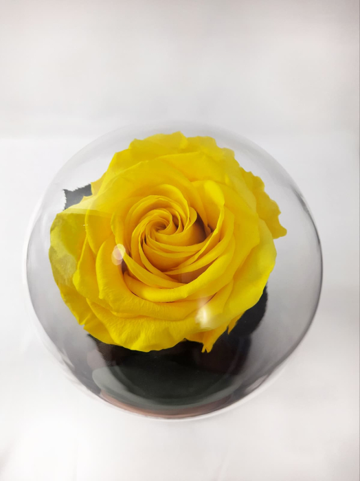 Trandafir Criogenat Galben in Cupola de Sticla --livrare-gratuita-atelierul-floral-infinity. [3]