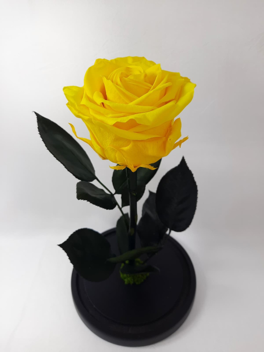 Trandafir Criogenat Galben in Cupola de Sticla --livrare-gratuita-atelierul-floral-infinity. [4]