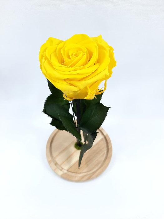 Trandafir Criogenat Galben in Cupola de Sticla --livrare-gratuita-atelierul-floral-infinity. [2]