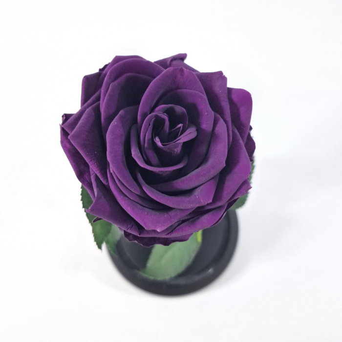 Trandafir Criogenat Mov Inchis in Cupola de Sticla --livrare-gratuita-atelierul-floral-infinity. [4]