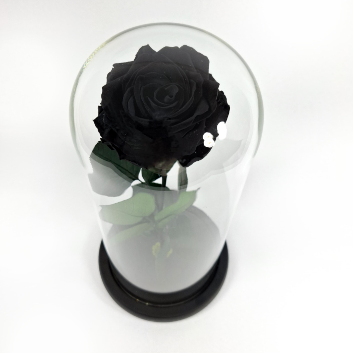 Trandafir Criogenat Negru in Cupola de Sticla --livrare-gratuita-atelierul-floral-infinity. [3]