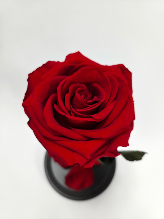 Trandafir Criogenat Rosu in Cupola de Sticla --livrare-gratuita-atelierul-floral-infinity. [2]