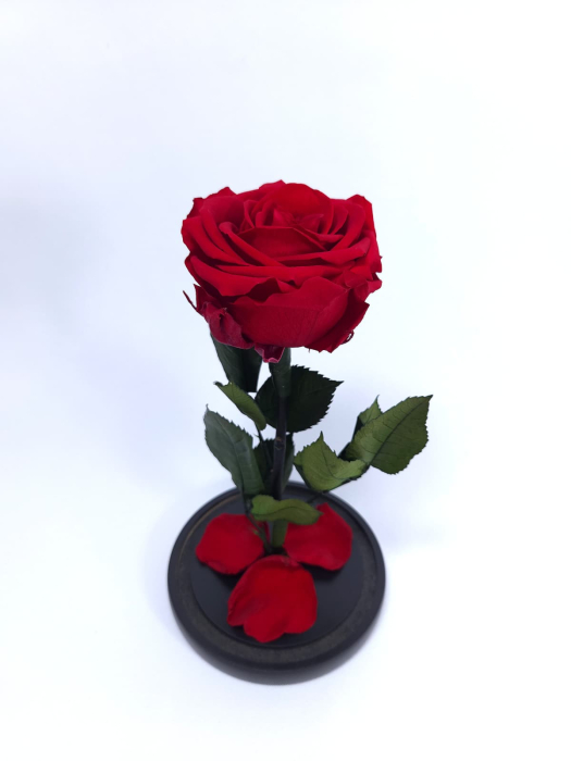 Trandafir Criogenat Rosu in Cupola de Sticla --livrare-gratuita-atelierul-floral-infinity. [6]