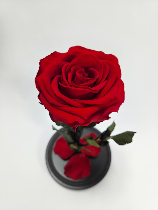 Trandafir Criogenat Rosu in Cupola de Sticla --livrare-gratuita-atelierul-floral-infinity. [5]