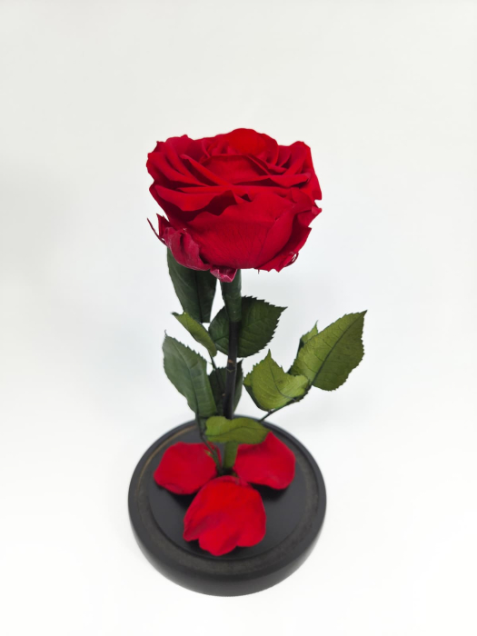 Trandafir Criogenat Rosu in Cupola de Sticla --livrare-gratuita-atelierul-floral-infinity. [4]