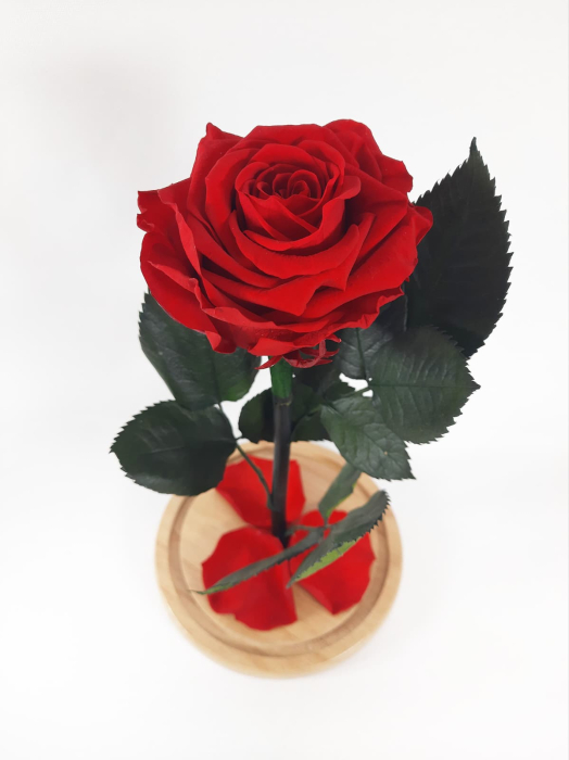 Trandafir Criogenat Rosu in Cupola de Sticla --livrare-gratuita-atelierul-floral-infinity. [3]