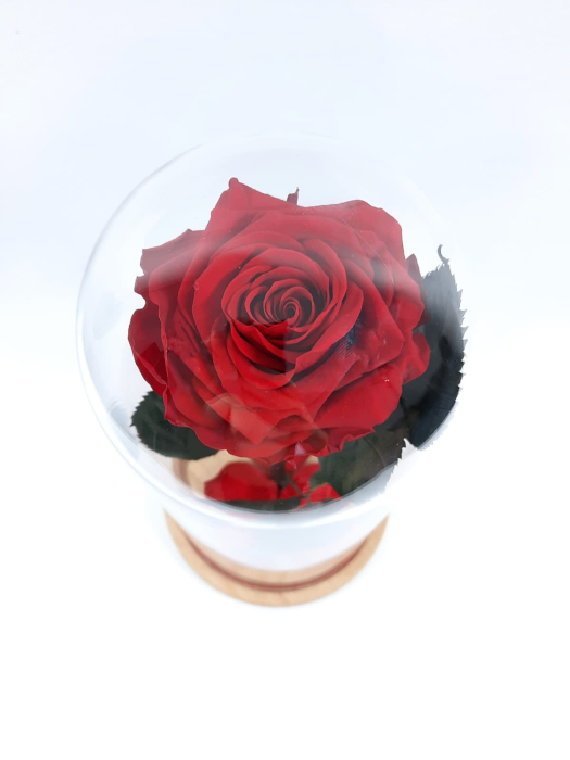Trandafir Criogenat Rosu in Cupola de Sticla --livrare-gratuita-atelierul-floral-infinity. [2]
