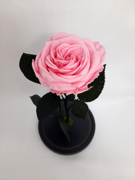 Trandafir Criogenat Roz Pastel in Cupola de Sticla --livrare-gratuita-atelierul-floral-infinity. [2]