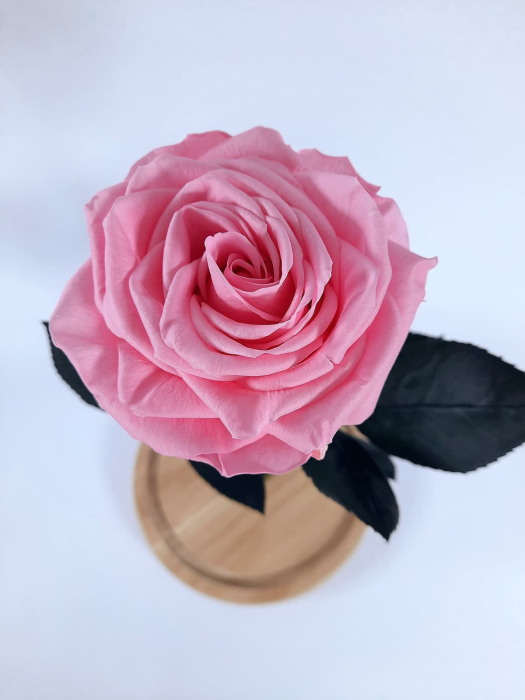 Trandafir Criogenat Roz Pal in Cupola de Sticla --livrare-gratuita-atelierul-floral-infinity. [3]