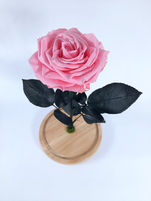 Trandafir Criogenat Roz Pal in Cupola de Sticla --livrare-gratuita-atelierul-floral-infinity. [2]