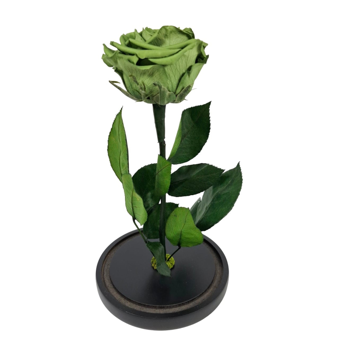 Trandafir Criogenat Verde Olive in Cupola de Sticla --livrare-gratuita-atelierul-floral-infinity. [2]