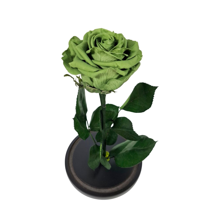 Trandafir Criogenat Verde Olive in Cupola de Sticla --livrare-gratuita-atelierul-floral-infinity. [4]