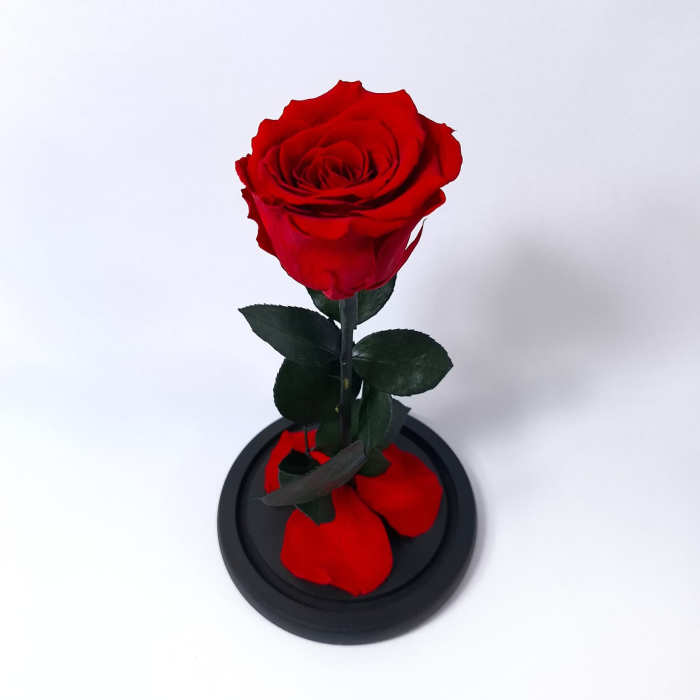 Trandafir Criogenat Rosu in Cupola de Sticla --livrare-gratuita-atelierul-floral-infinity. [5]