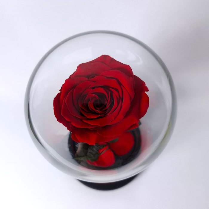 Trandafir Criogenat Rosu in Cupola de Sticla --livrare-gratuita-atelierul-floral-infinity. [4]