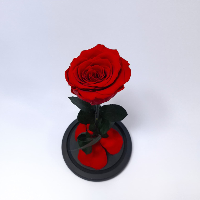 Trandafir Criogenat Rosu in Cupola de Sticla --livrare-gratuita-atelierul-floral-infinity. [2]