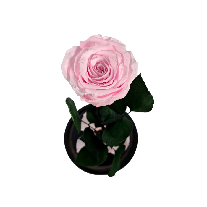 Trandafir Criogenat Roz Prefuit in Cupola de Sticla --livrare-gratuita-atelierul-floral-infinity. [2]
